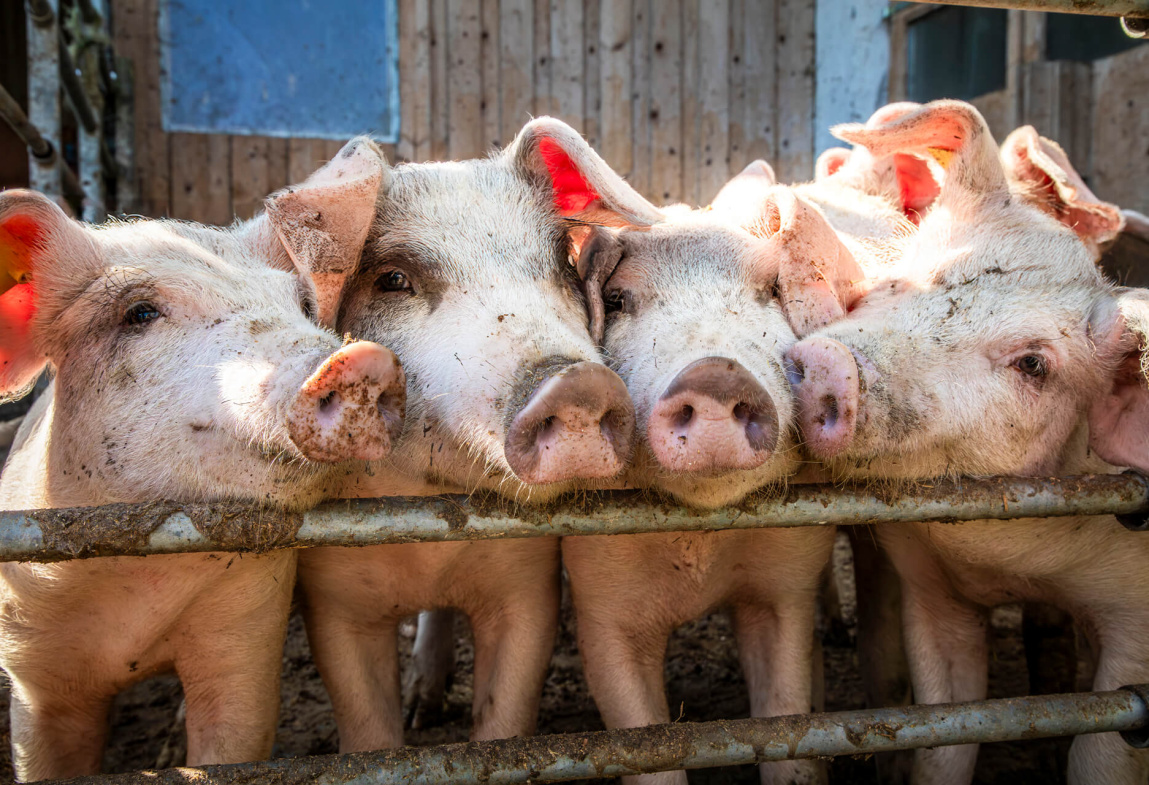 Vier Bauernhofschweine drängen sich neugierig am Zaun. Naturverbundenheit und Tierhaltung.