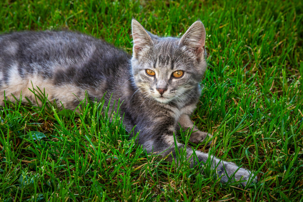Ferienwohnung Hirschleiten - Bio-Bauernhof in Kleinarl